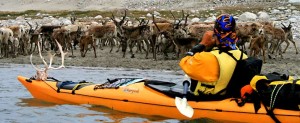 kayaking in greenland-caribous