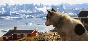 ilulissat-sled-dog